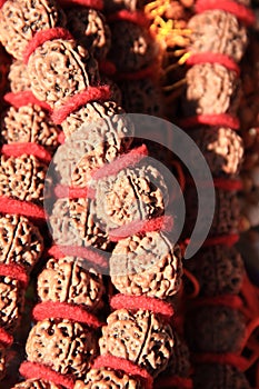 Rudraksha(prayer beads). photo