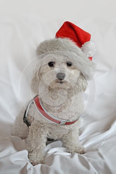 Rudy, Bolognese puppy dog with Christmas hat on white background photo