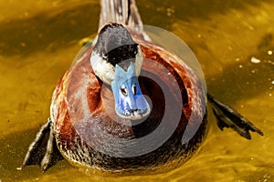 Rudy duck (Aythya americana)