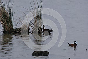 Rudy Duck and White Face Ibis photo