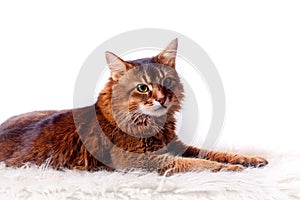 Rudy somali cat photo