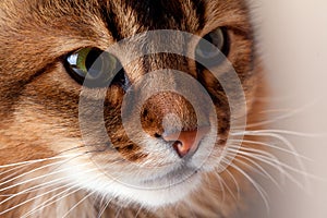 Rudy somali cat portrait