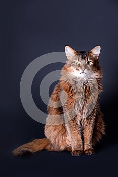 Rudy somali cat portrait photo
