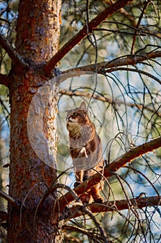 Rudy somali cat sitting on a pine tree branch