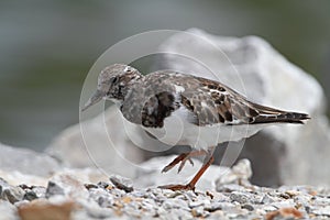 Rudy Turnstone photo