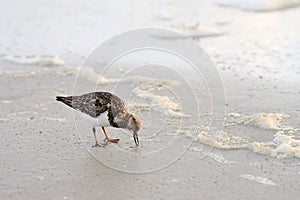 Rudy turnstone scavenging for food