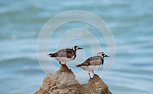 Rudy Turnstone shorebirds with blue ocean background photo