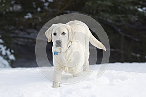 Rudy the Yellow Lab in the Snow photo