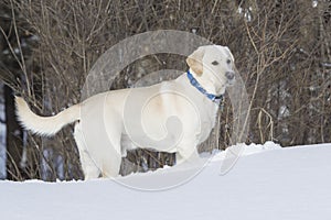 Rudy the Yellow lab standing in snow with face full of snow photo