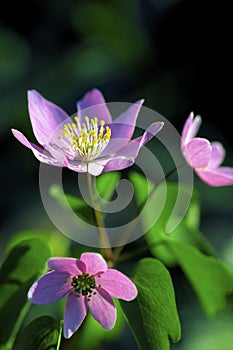 Rue Anemone  45252 photo