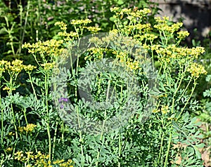 Rue blooming in the garden, medicinal and ornamental plant photo