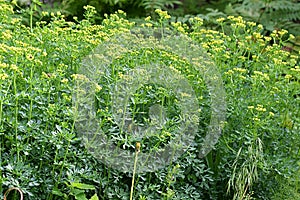 Rue blooming in the garden, medicinal and ornamental plant photo