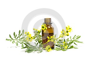 Rue branch with flowers and a bottle of essential oil isolated