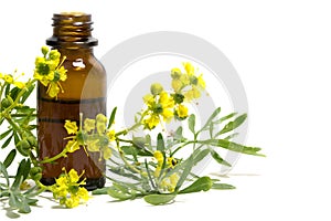 Rue branch with flowers and a bottle of essential oil isolated o