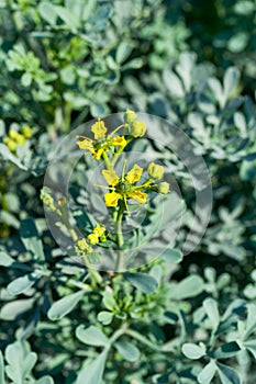 Rue herb bloom closeup