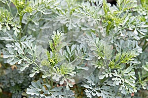 Rue Herb Plant photo