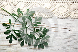 Rue herb plant. Lithuanian traditional plant photo