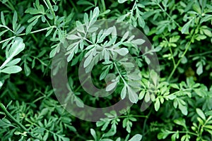 Rue herb plant photo