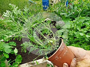 rue plant to plant in the urban vegetable garden. rue in pot held by farmer. medicinal plant of rue photo