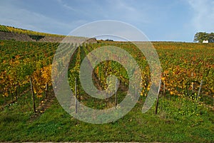 Ruedesheim vineyard