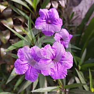 Ruellia angustifolia which comes from the Acanthaceae family