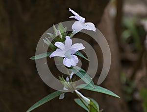 Ruellia brittoniana Mayan White Flower