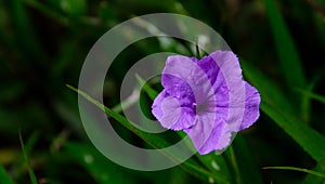 Ruellia flower in garden