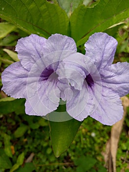 Ruellia flower medicinal flower crowned with light purple flower crown