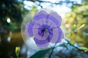 Ruellia Flower, Ruellia tuberosa L.