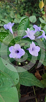 Ruellia humilis is a species of flowering plant in the family Acanthaceae photo