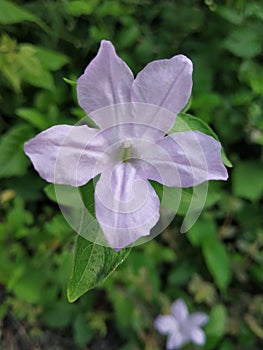 Ruellia prostrata, Commonly know Bell Weed, Prostrate Wild Petunia, Black weed