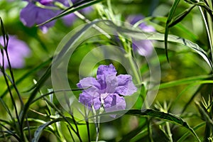 Ruellia Ruellia simplex, Mexican petunia, Mexican bluebell