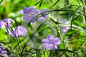 Ruellia Ruellia simplex, Mexican petunia, Mexican bluebell