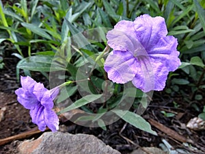 Ruellia simplex