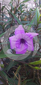 Ruellia simplex