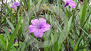 Ruellia simplex (also called kencana ungu, rawelia, rolia, rowlea) with a natural background