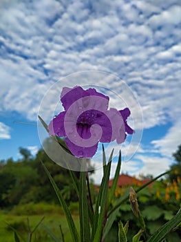 Ruellia simplex C. Wright is a herbaceous plant that is popularly grown in garden