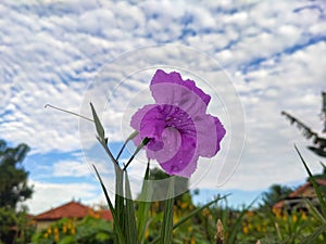 Ruellia simplex C. Wright is a herbaceous plant that is popularly grown in garden