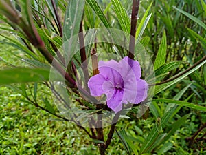 Ruellia simplex C. Wright is a herbaceous plant that is popularly grown in garden