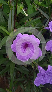 Ruellia Simplex Closeup Photo