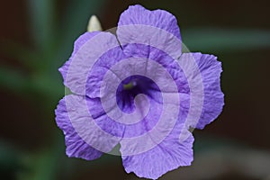 Ruellia simplex flower