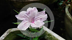 The Ruellia simplex Flower