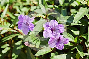 Ruellia simplex flower