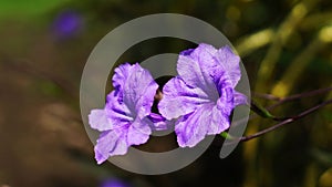 ruellia simplex flower