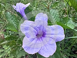 Ruellia simplex Flower