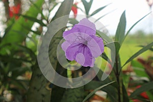 Ruellia simplex flower beautiful