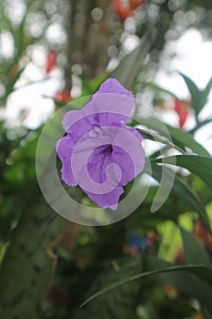 Ruellia simplex flower beautiful pertical