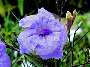 Ruellia Simplex Flower, Blooming Monsoon