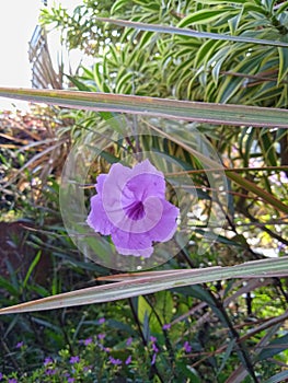 Ruellia simplex flower in the garden