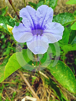 A Ruellia Simplex flower plant